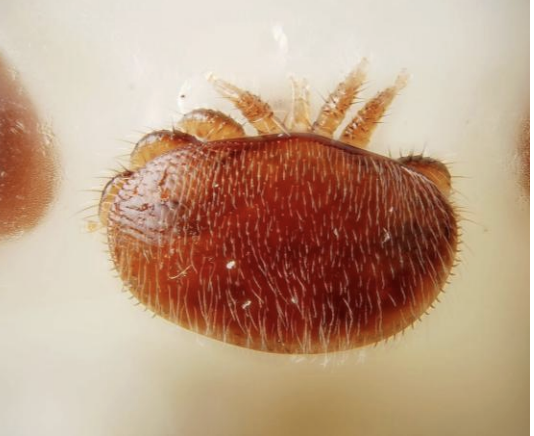 up close picture of Varroa destructor